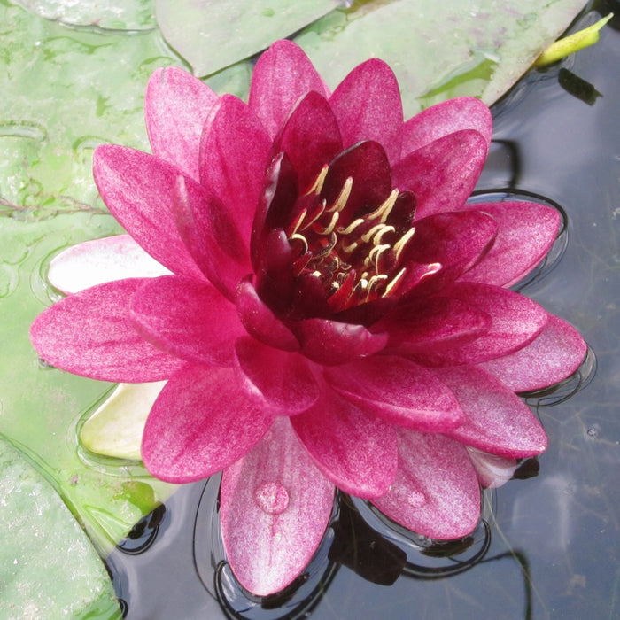 Buy Nymphaea 'Almost Black' Water Lily online UK