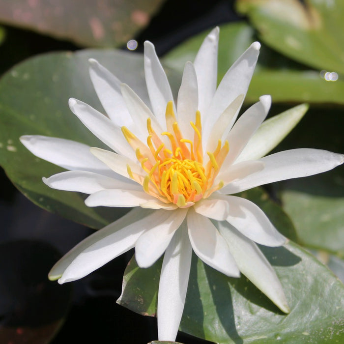Buy Nymphaea 'Arc En Ciel' Water Lily online UK
