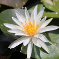 Buy Nymphaea 'Arc En Ciel' Water Lily online UK