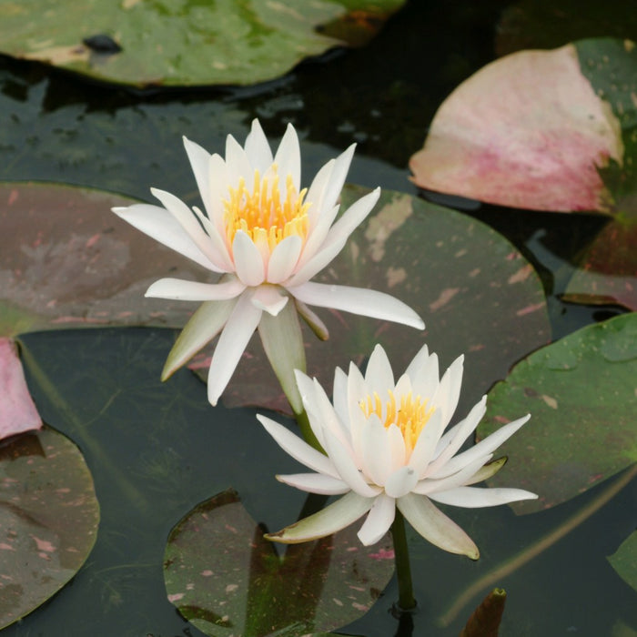 Buy Nymphaea 'Arc En Ciel' Water Lily online UK