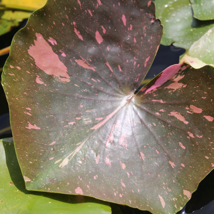 Buy Nymphaea 'Arc En Ciel' Water Lily online UK