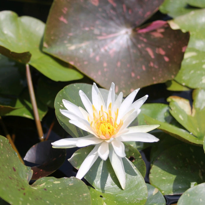 Buy Nymphaea 'Arc En Ciel' Water Lily online UK