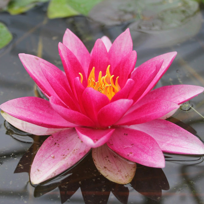 Buy Nymphaea 'Attraction' Water Lily online UK