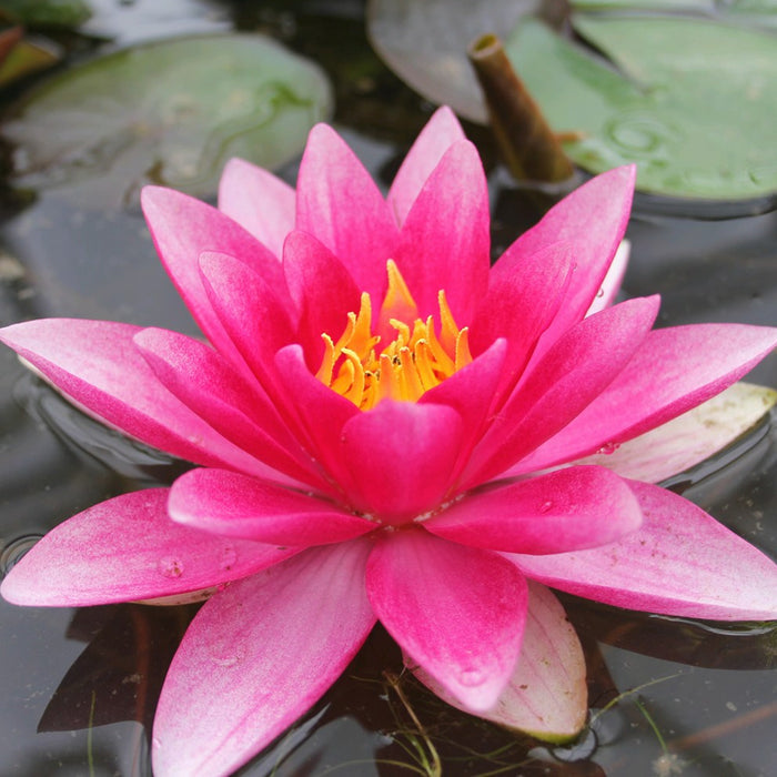 Buy Nymphaea 'Attraction' Water Lily online UK