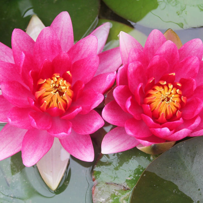 Buy Nymphaea 'Attraction' Water Lily online UK