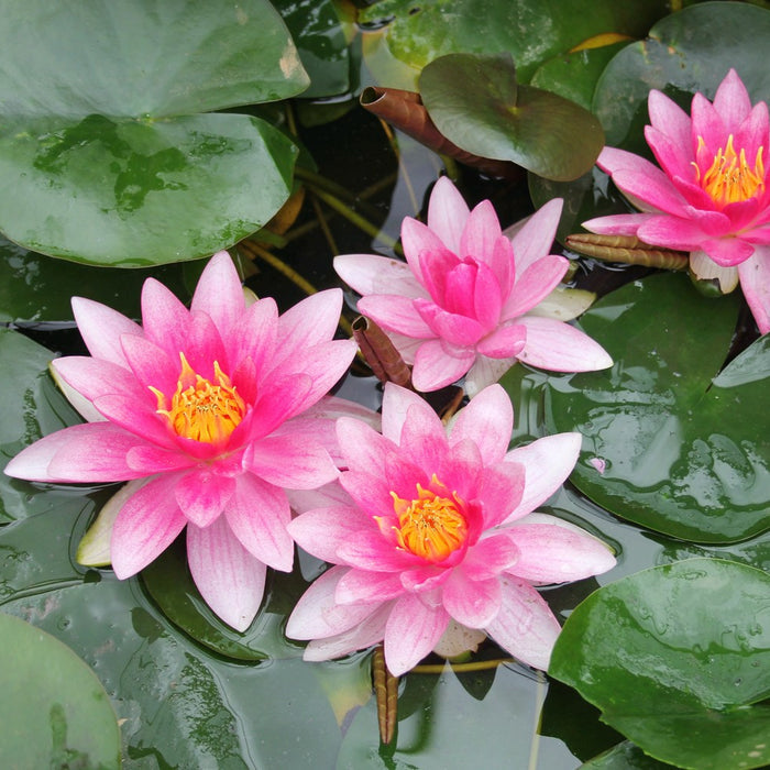 Buy Nymphaea 'Attraction' Water Lily online UK