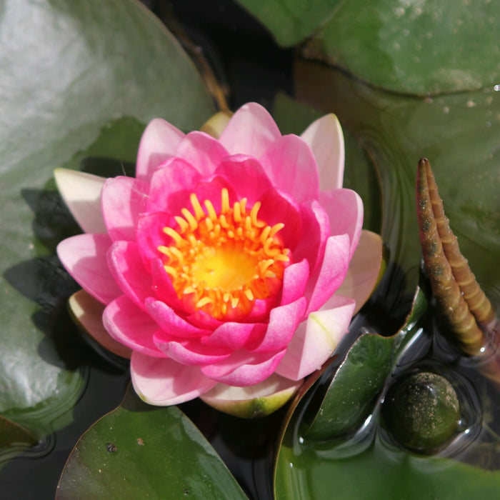 Buy Nymphaea 'Attraction' Water Lily online UK