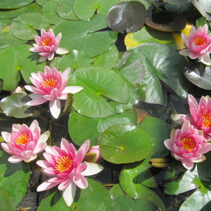 Buy Nymphaea 'Attraction' Water Lily online UK
