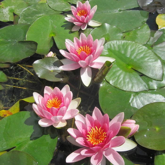 Buy Nymphaea 'Attraction' Water Lily online UK