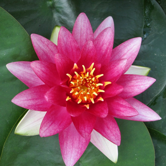 Buy Nymphaea 'Attraction' Water Lily online UK