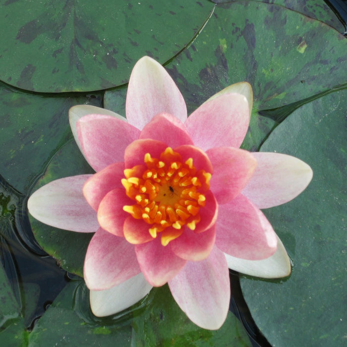 Buy Nymphaea 'Aurora' Water Lily online UK