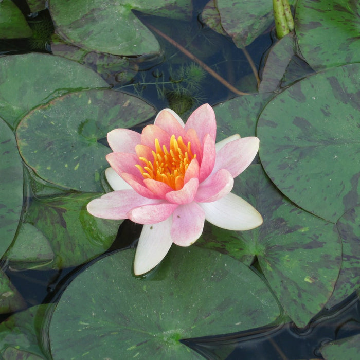 Buy Nymphaea 'Aurora' Water Lily online UK