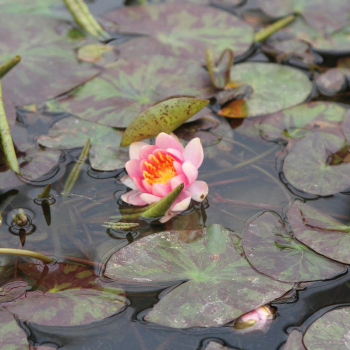 Buy Nymphaea 'Aurora' Water Lily online UK