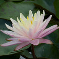 Buy Nymphaea 'Barbara Dobbins' Water Lily online UK