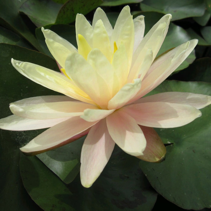 Buy Nymphaea 'Barbara Dobbins' Water Lily online UK