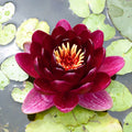 Buy Nymphaea 'Black Princess' Water Lily online UK