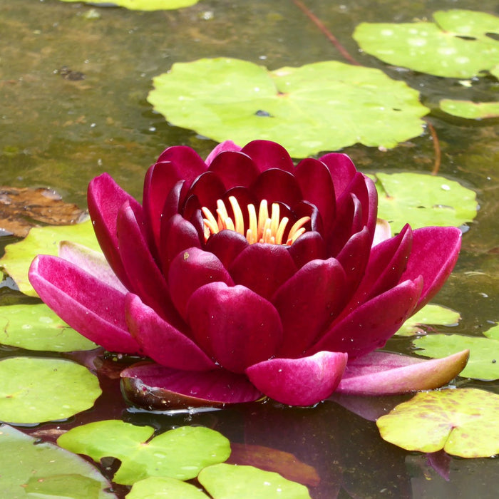 Buy Nymphaea 'Black Princess' Water Lily online UK