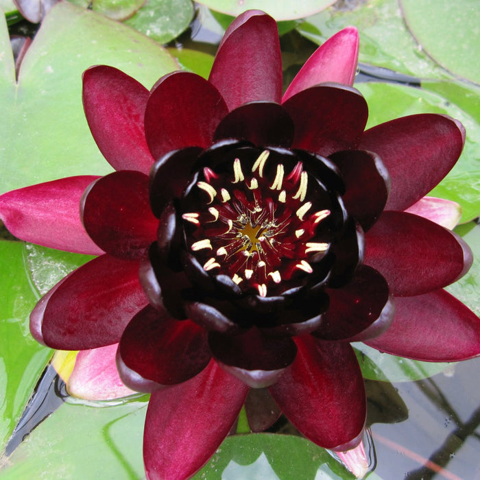 Buy Nymphaea 'Black Princess' Water Lily online UK