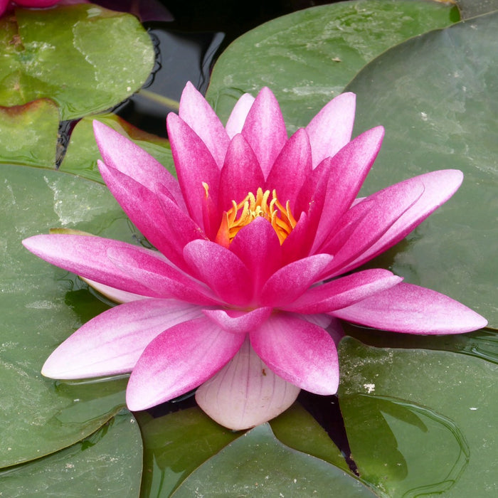 Buy Nymphaea 'Charles de Meurville' Water Lily online UK