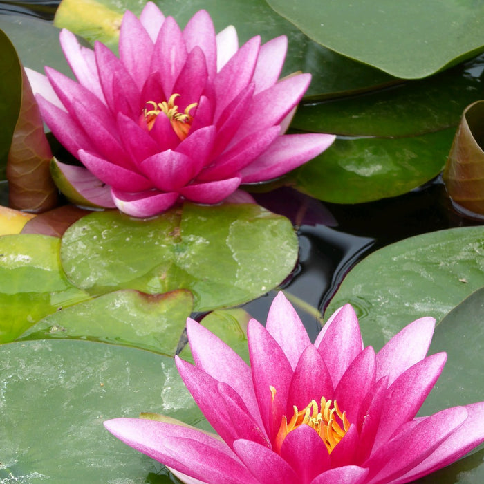Buy Nymphaea 'Charles de Meurville' Water Lily online UK