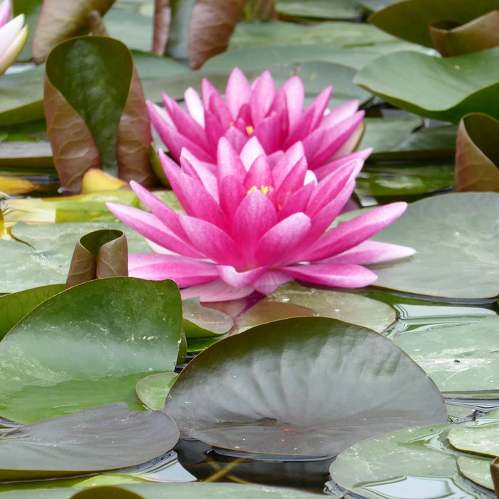 Buy Nymphaea 'Charles de Meurville' Water Lily online UK