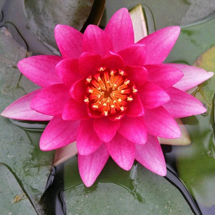 Buy Nymphaea 'Charles de Meurville' Water Lily online UK