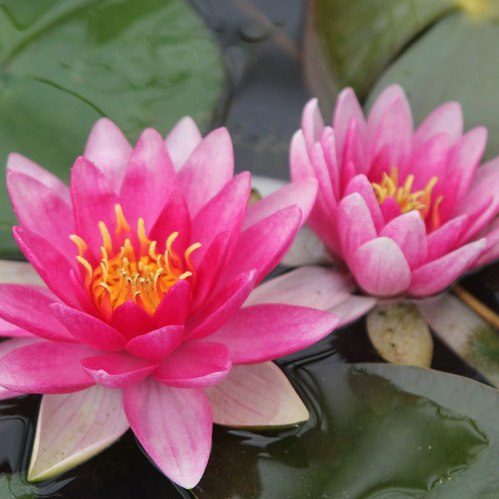 Buy Nymphaea 'Charles de Meurville' Water Lily online UK