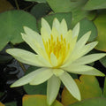 Buy Nymphaea 'Colonel A J Welch' Water Lily online UK