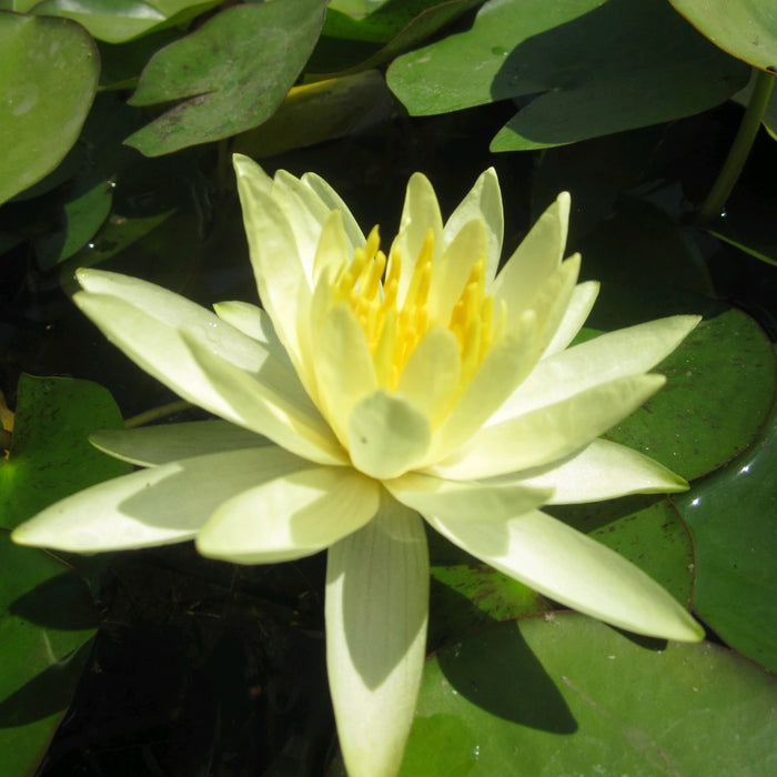 Buy Nymphaea 'Colonel A J Welch' Water Lily online UK