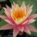 Buy Nymphaea 'Colorado' Water Lily online UK
