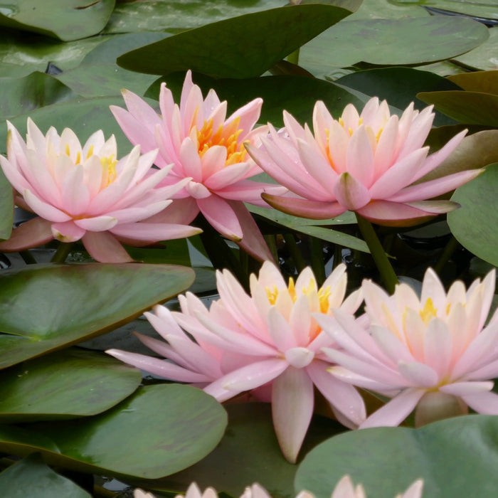 Buy Nymphaea 'Colorado' Water Lily online UK