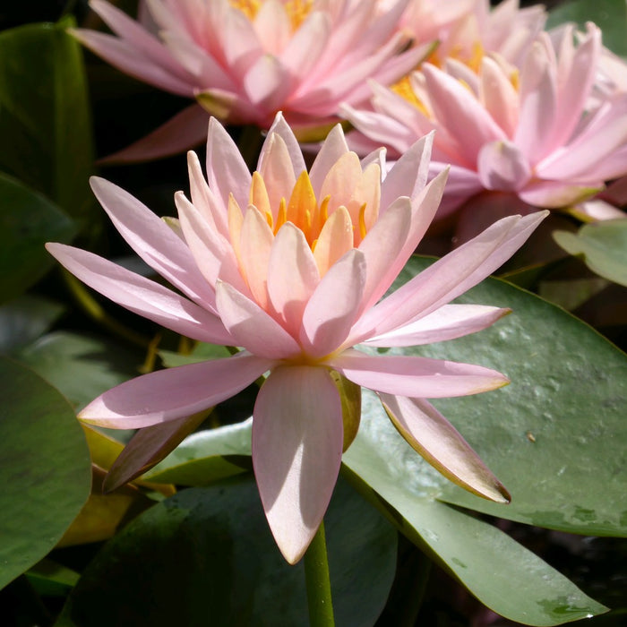 Buy Nymphaea 'Colorado' Water Lily online UK