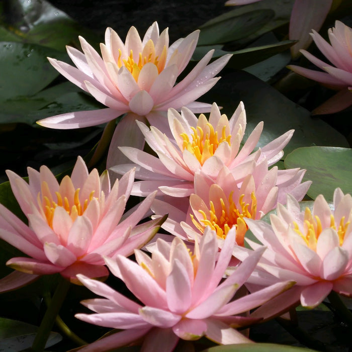 Buy Nymphaea 'Colorado' Water Lily online UK