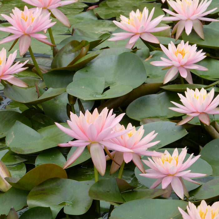 Buy Nymphaea 'Colorado' Water Lily online UK