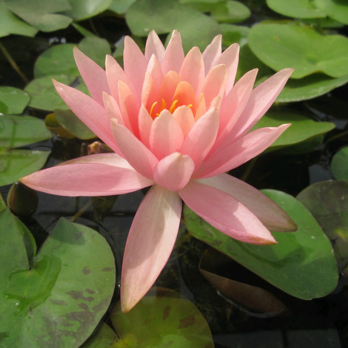 Buy Nymphaea 'Colorado' Water Lily online UK