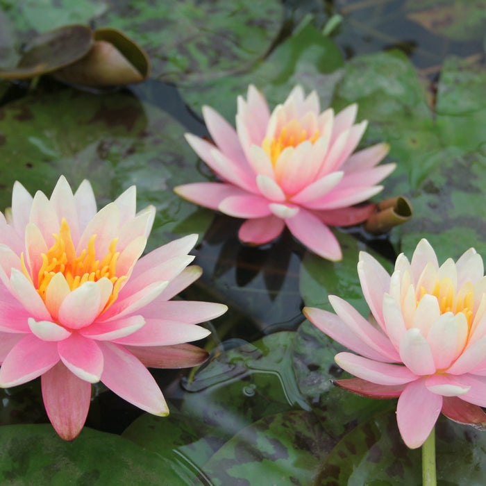 Buy Nymphaea 'Colorado' Water Lily online UK