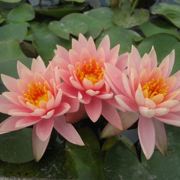 Buy Nymphaea 'Colorado' Water Lily online UK