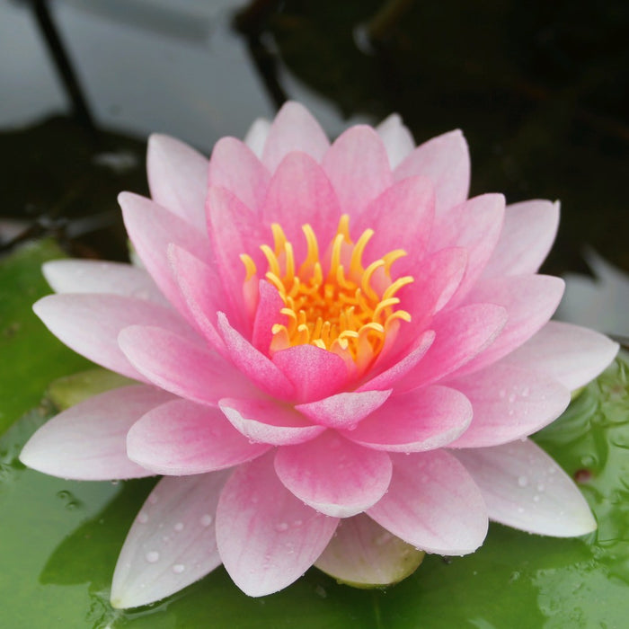 Buy Nymphaea 'Darwin' (Hollandia Water Lily) online UK