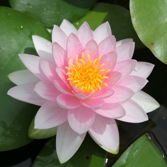 Buy Nymphaea 'Darwin' (Hollandia Water Lily) online UK