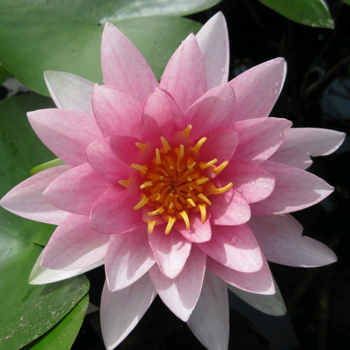 Buy Nymphaea 'Darwin' (Hollandia Water Lily) online UK