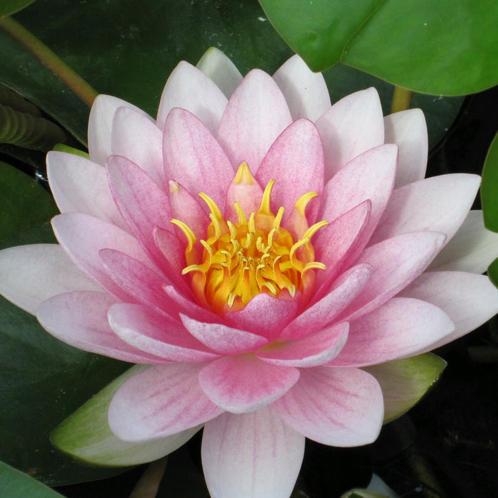 Buy Nymphaea 'Darwin' (Hollandia Water Lily) online UK
