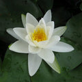 Buy Nymphaea 'Gladstoniana' Water Lily online UK
