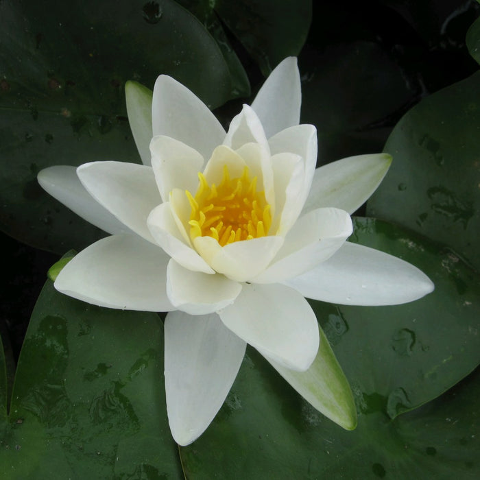Buy Nymphaea 'Gladstoniana' Water Lily online UK
