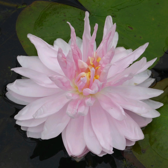 Buy Nymphaea 'Gloire Temple-sur-Lot' Water Lily online UK