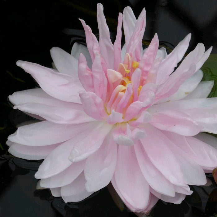 Buy Nymphaea 'Gloire Temple-sur-Lot' Water Lily online UK