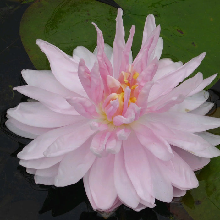 Buy Nymphaea 'Gloire Temple-sur-Lot' Water Lily online UK