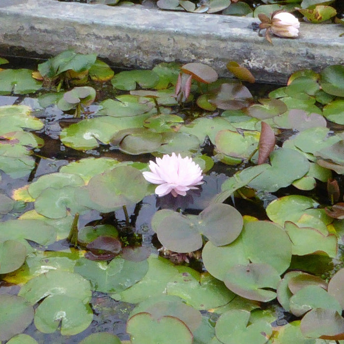 Buy Nymphaea 'Gloire Temple-sur-Lot' Water Lily online UK