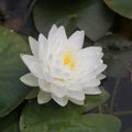 Buy Nymphaea 'Gonnere' Water Lily online UK