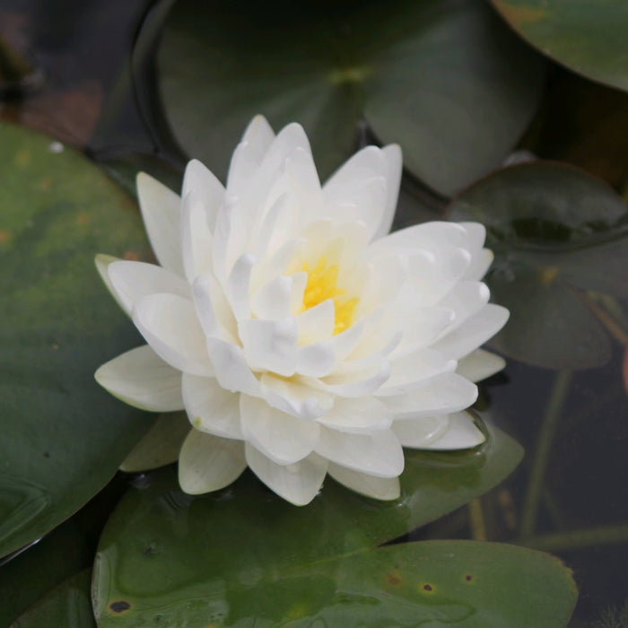 Buy Nymphaea 'Gonnere' Water Lily online UK