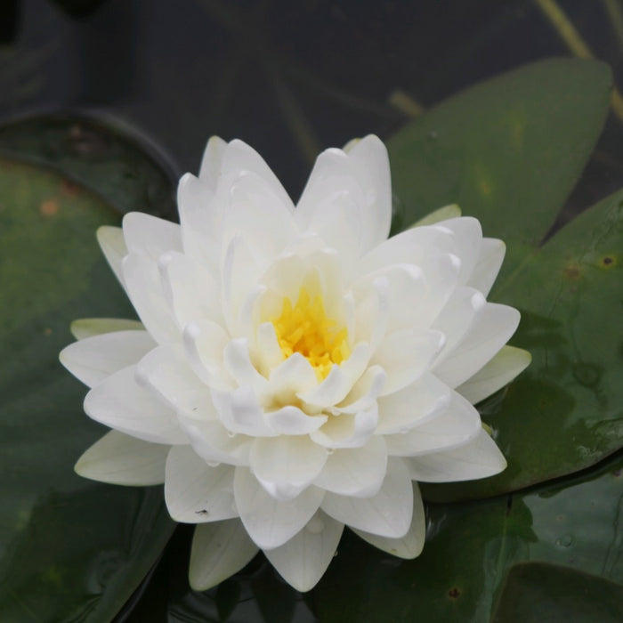 Buy Nymphaea 'Gonnere' Water Lily online UK